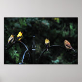 Konferenz der Vögel Poster (Vorne)