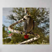 Kongo African Gray on Swing Poster (Vorne)
