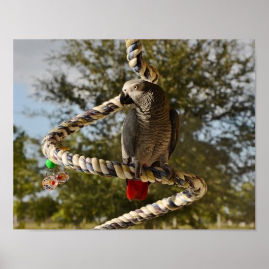 Kongo African Gray on Swing Poster (Vorne)