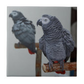 Kongo African Gray Parrot in Mirror Fliese (Vorderseite)