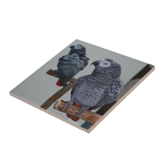 Kongo African Gray Parrot in Mirror Fliese (Seite)