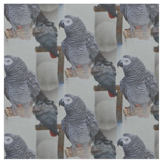 Kongo African Gray Parrot in Mirror Stoff (Nahaufnahme)