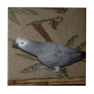 Kongo African Gray Parrot on Floor Fliese