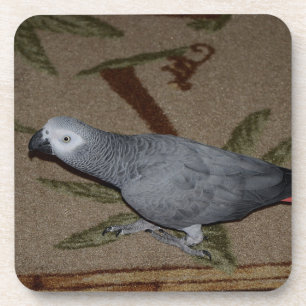 Kongo African Gray Parrot on Floor Getränkeuntersetzer