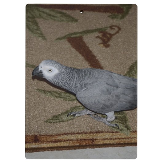 Kongo African Gray Parrot on Floor Klemmbrett (Rückseite)