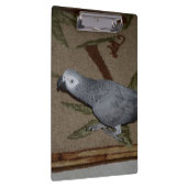Kongo African Gray Parrot on Floor Klemmbrett (Rechts)
