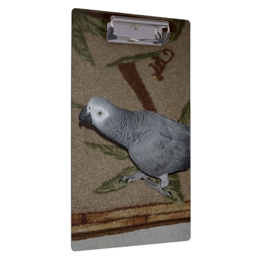 Kongo African Gray Parrot on Floor Klemmbrett (Rechts)