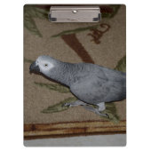 Kongo African Gray Parrot on Floor Klemmbrett (Vorderseite)