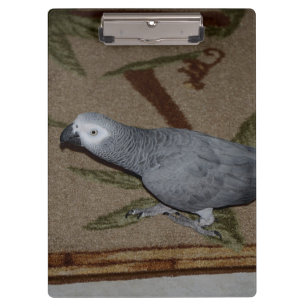 Kongo African Gray Parrot on Floor Klemmbrett