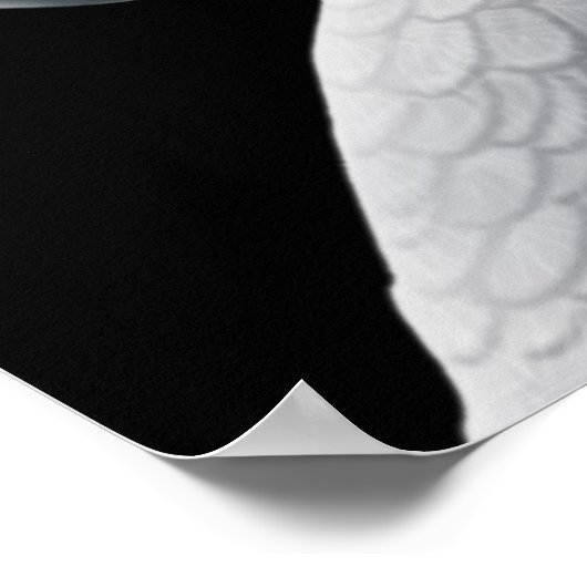 Kongo African Gray Parrot Poster (Ecke)