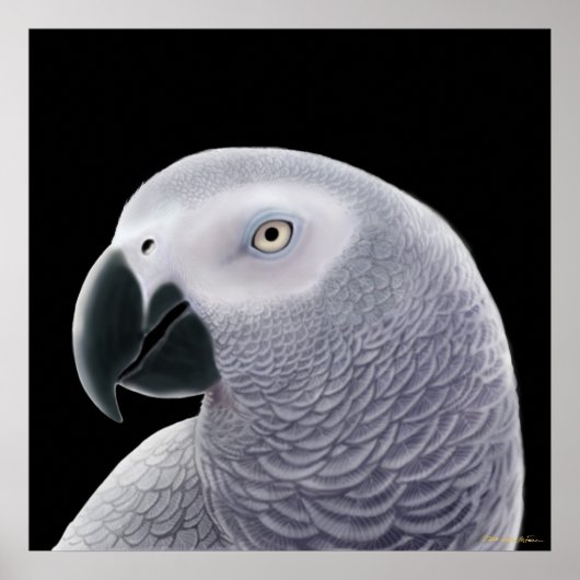 Kongo African Gray Parrot Poster (Vorne)