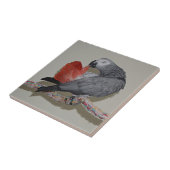 Kongo African Gray Parrot Schwanz Prevue Fliese (Seite)