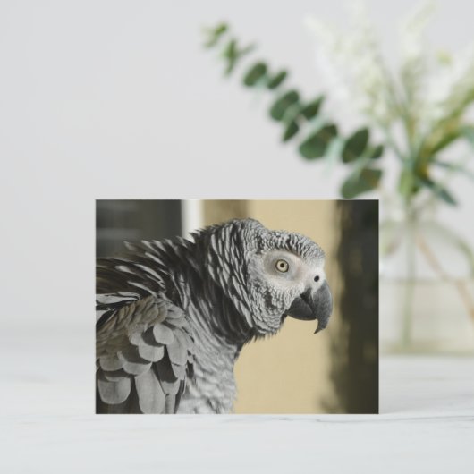 Kongo Afrikanischer Grau Papagei mit Ruffled Feath Postkarte (Stehend Vorderseite)