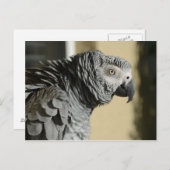 Kongo Afrikanischer Grau Papagei mit Ruffled Feath Postkarte (Vorne/Hinten)