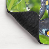 Kongreß, Frack-Schmetterling Arizonas Pipevine Mousepad (Ecke)