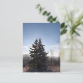 konifizieren postkarte (Stehend Vorderseite)