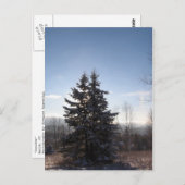 konifizieren postkarte (Vorne/Hinten)