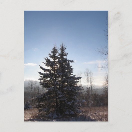 konifizieren postkarte (Vorderseite)