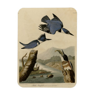 König aus Audubons Vögeln von Amerika Magnet