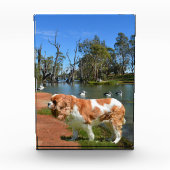 König Charles Cavalier Spaniel am Fluss, Fotoblock (Vorderseite)