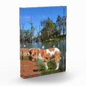 König Charles Cavalier Spaniel am Fluss, Fotoblock (Links)