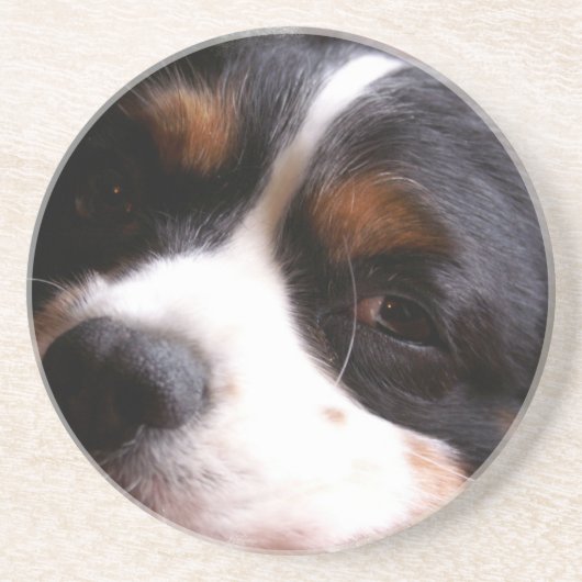 König Charles Cavalier Spaniel Coasters Sandstein Untersetzer (Vorne)