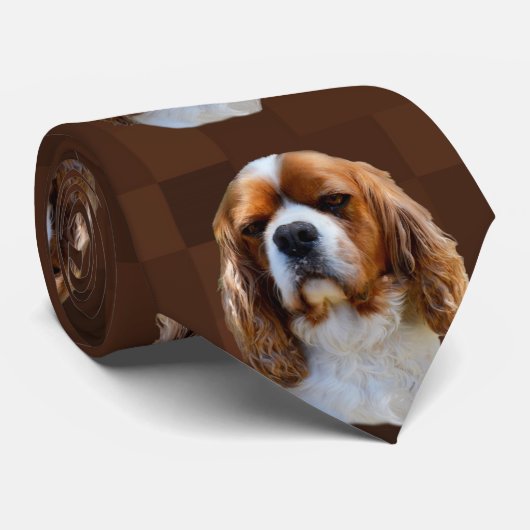 König Charles Cavalier Spaniel, Krawatte (Gerollt)