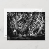 König der Jungle Postkarte (Vorne/Hinten)