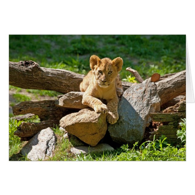 König des Dschungels (Vorderseite (Horizontal))