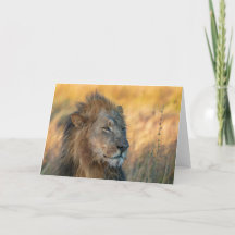 König des Dschungels, Botsuana