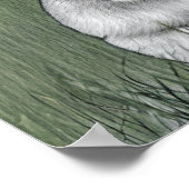 König des Dschungels Poster (Ecke)