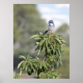 König des Hügels Poster