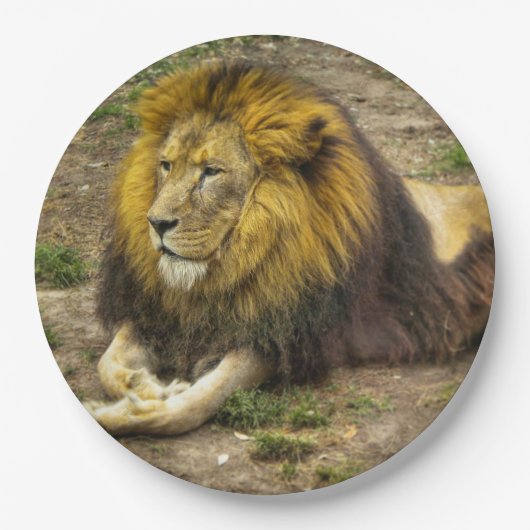 König des Zoo-Papptellers Pappteller (Vorderseite)