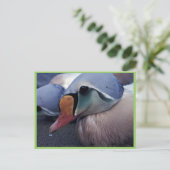 König Eider, geölt, Postkarte (Stehend Vorderseite)
