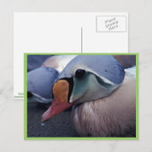 König Eider, geölt, Postkarte (Vorne/Hinten)