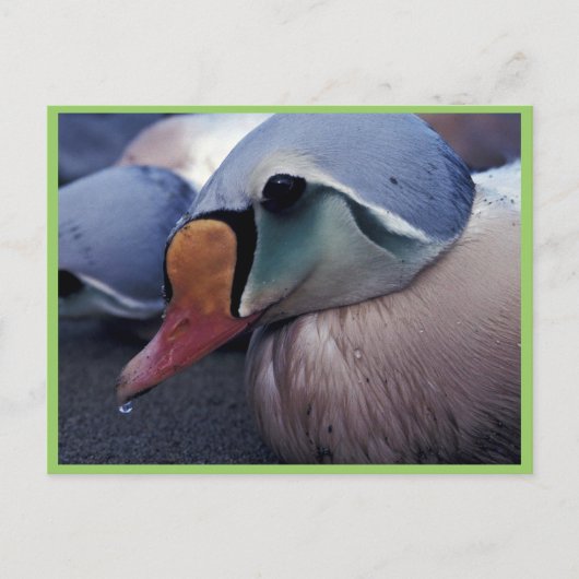 König Eider, geölt, Postkarte (Vorderseite)