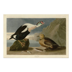 König Ente (König Eider) Audubons Vögel von Amerik Fotodruck