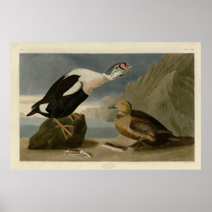 König Ente (König Eider) Audubons Vögel von Amerik Poster
