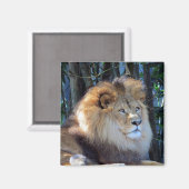 König Löwe Magnet (Vorderseite/Rückseite)