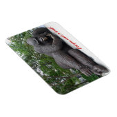 König Nyani macht eine Pause. NYC - Foto-Magnet Magnet (Rechte Seite)