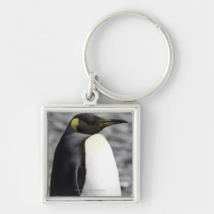 König Penguin, Salisbury schlicht, Südgeorgia Schlüsselanhänger