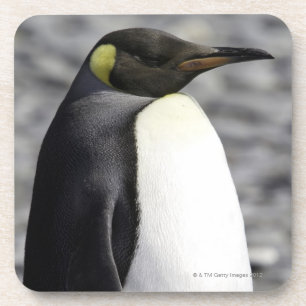 König Penguin, Salisbury schlicht, Südgeorgia Untersetzer