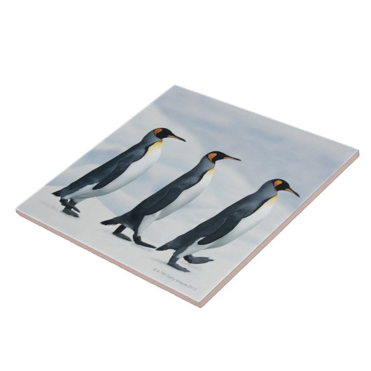 König Penguins, die in Singledatei gehen Fliese (Seite)