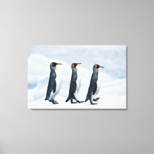 König Penguins, die in Singledatei gehen Leinwanddruck