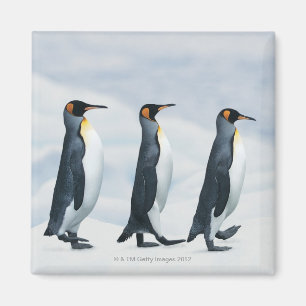 König Penguins, die in Singledatei gehen Magnet