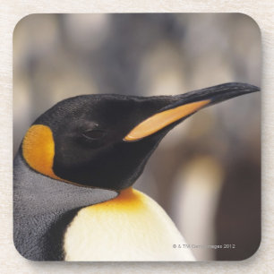 König-Pinguin (Aptenodytes patagonicus) Getränkeuntersetzer