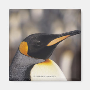 König-Pinguin (Aptenodytes patagonicus) Magnet
