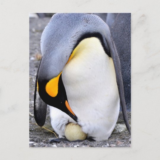 Konig Pinguin Mit Ei Postkarte Zazzle De