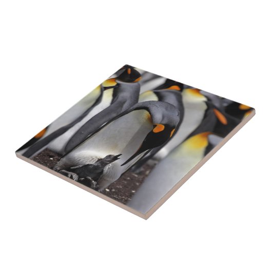 König Pinguin mit Küken Fliese (Seite)