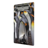König Pinguin mit Küken Mini Klemmbrett (Gewinkelt2)